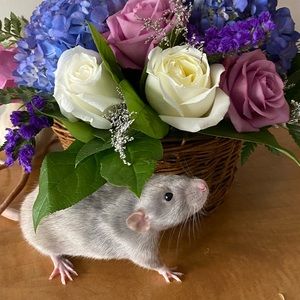 Meet your Posher, Liana